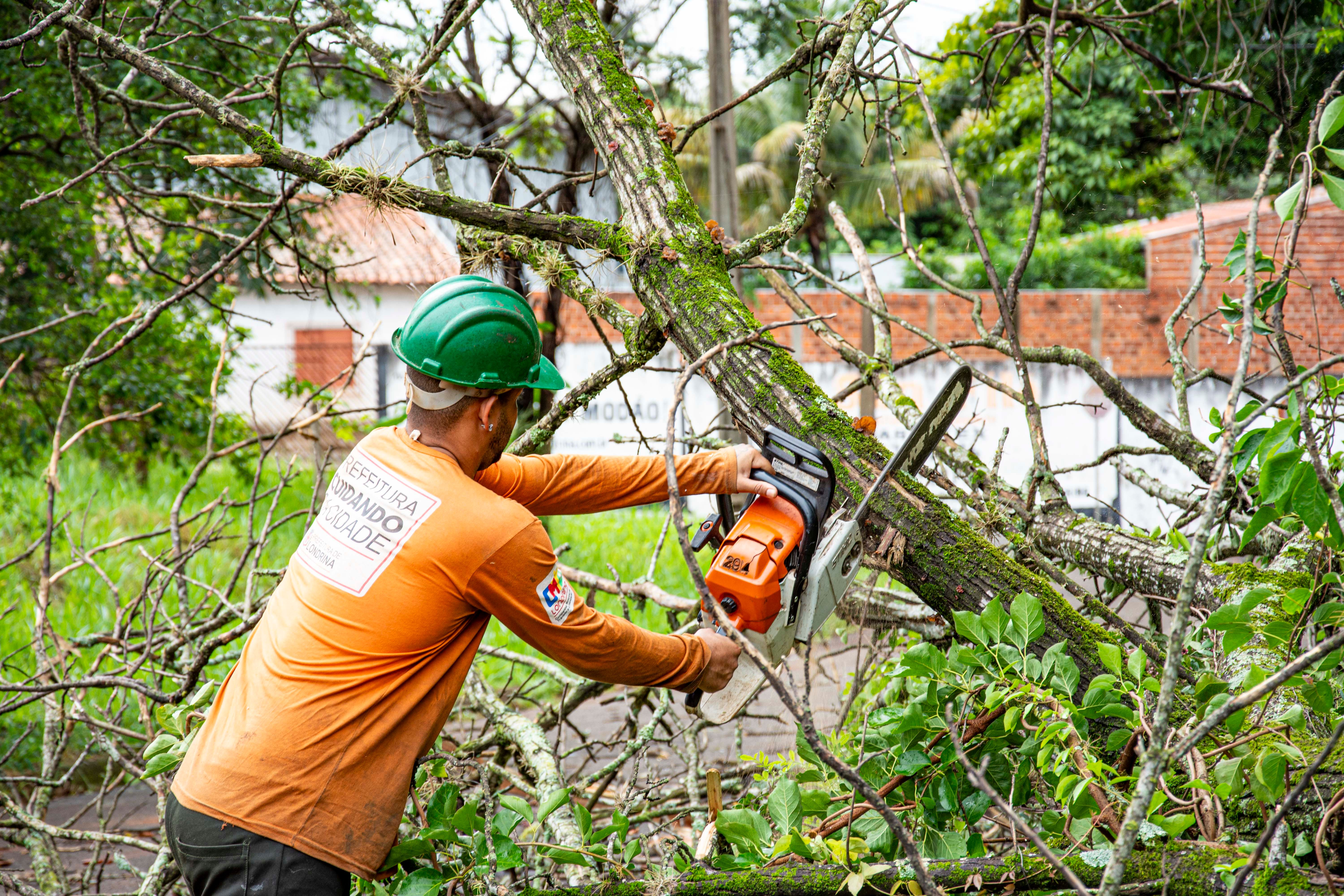 Tree removal service