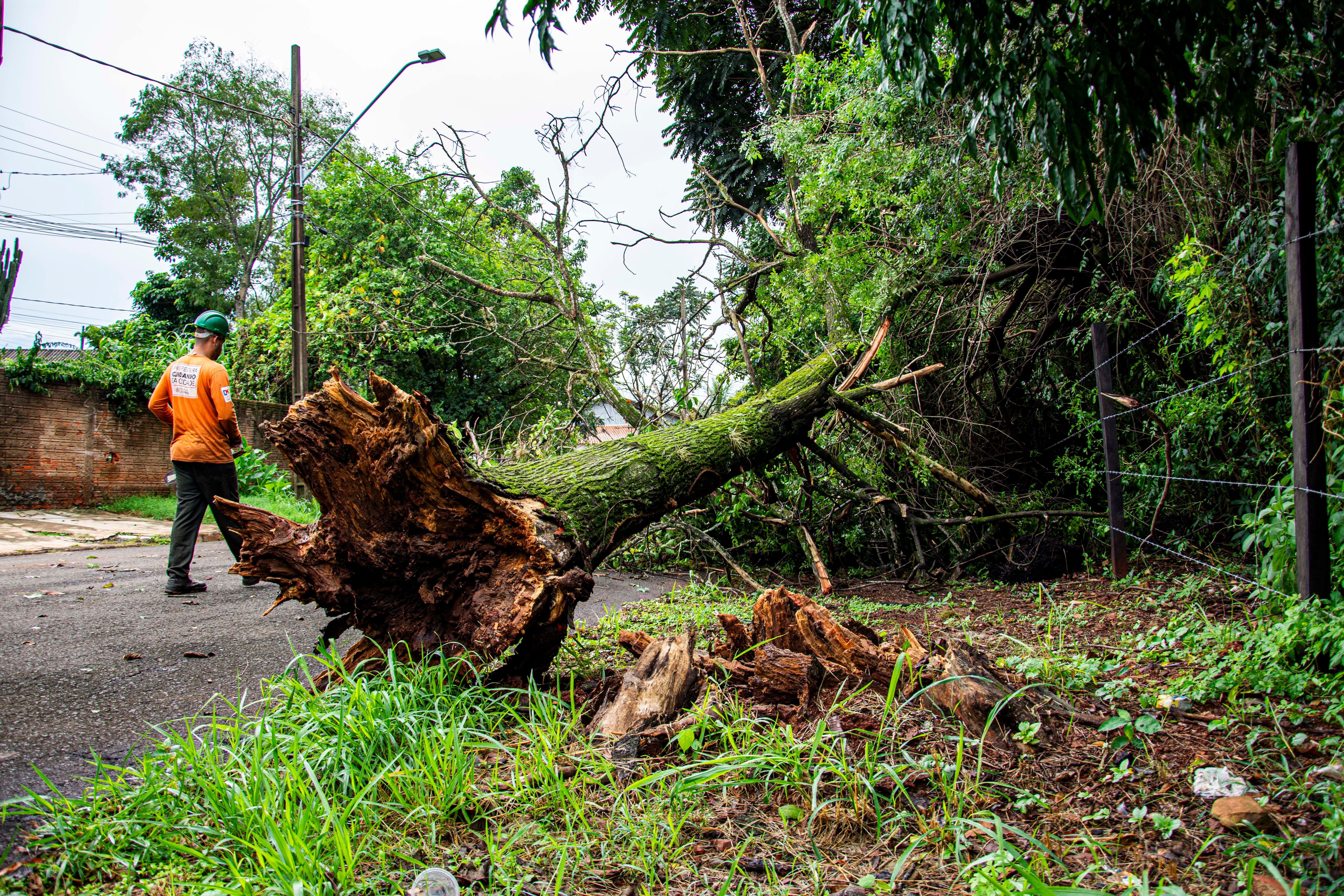 Professional tree removal equipment