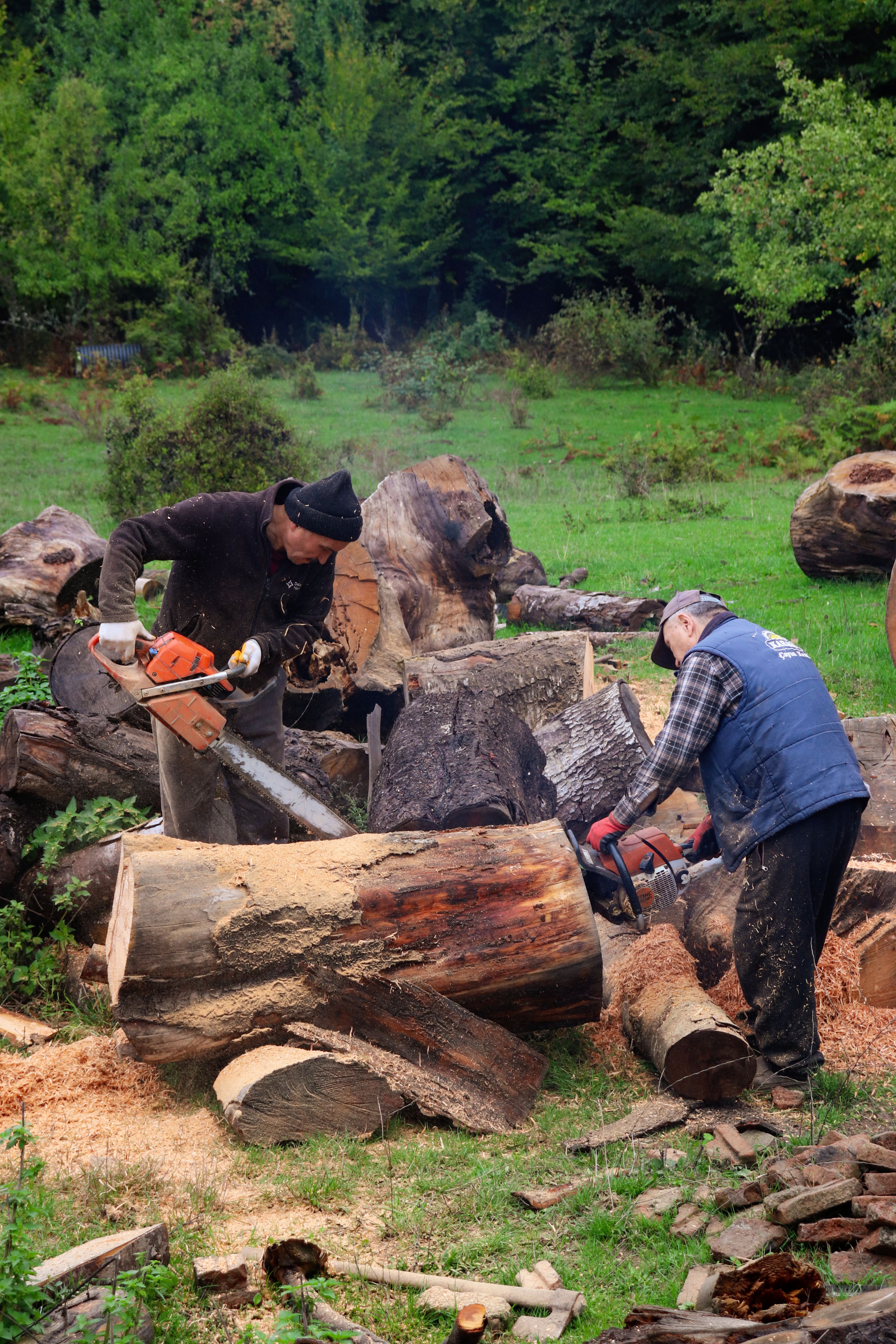 Emergency tree service