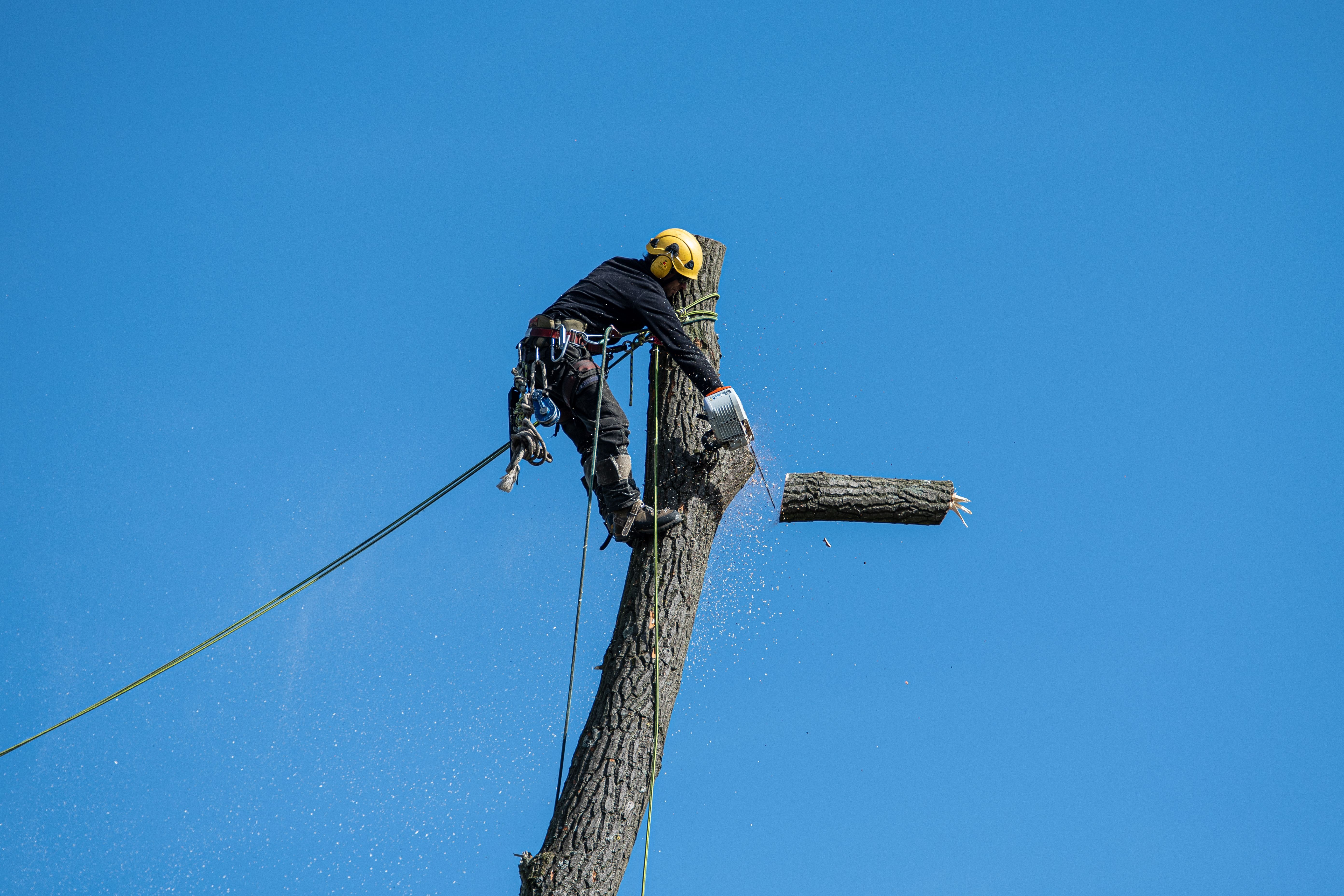 Emergency tree service